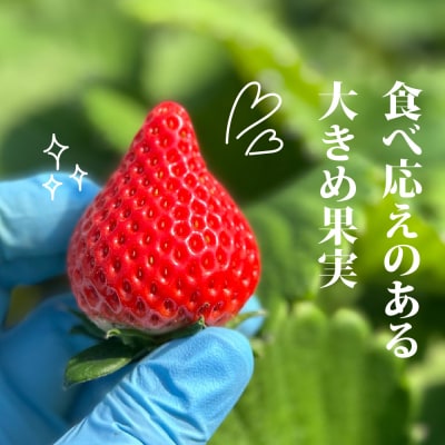 【先行受付】【農家直送】いちごさん240g×2パック(H124101)