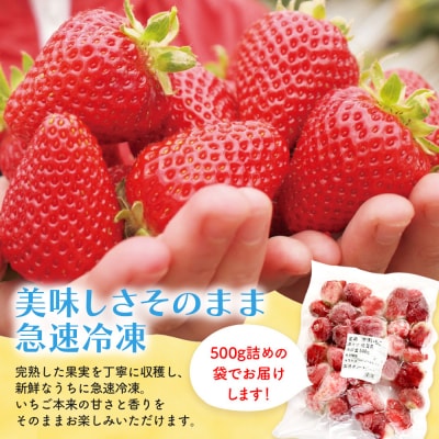冷凍いちご(いちごさん)5kg(500g×10)(H116233)