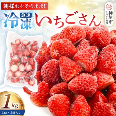 冷凍いちご 1kg(いちごさん)(H126101)