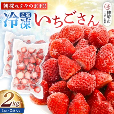 冷凍いちご 2kg(いちごさん)(H126102)