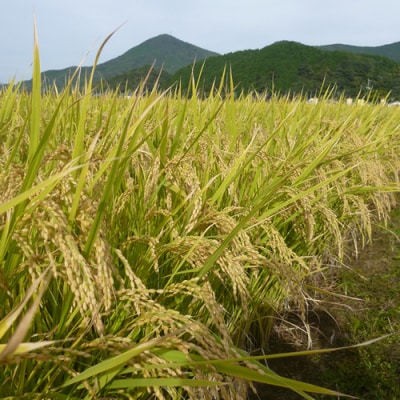 【令和8年産 新米先行受付】さがびより 玄米 5kg 農園(H061E44)