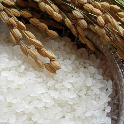 【令和8年産 新米先行受付】夢しずく 精米 10kg【2ヶ月定期便】 農園(H061D02)