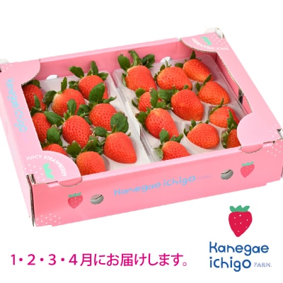 【先行受付】【4回定期便】さがほのか220g×2パック(H117103)