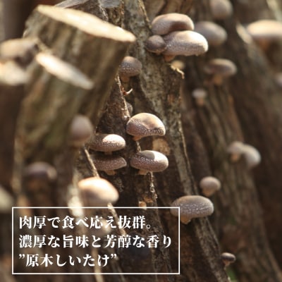 有機JAS認証【乾燥椎茸】『お家で便利セット』/原木栽培　※栽培期間中、農薬不使用