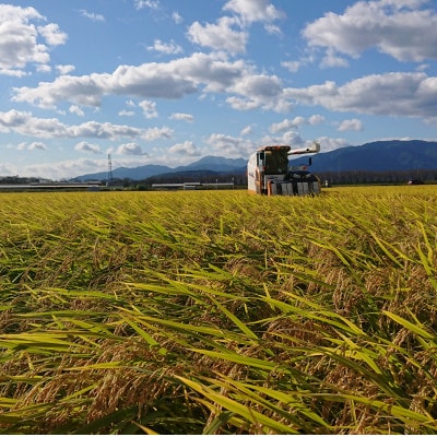 【令和7年産】岐阜県神戸町:農家直送!岐阜ハツシモ　白米　5kg
