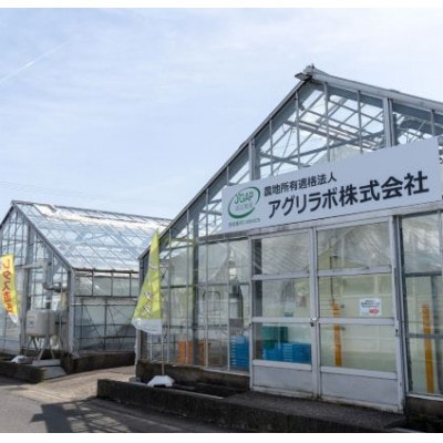 美濃国やさいセット(信長レタス16袋・光秀レタス6袋)