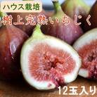 【ハウス栽培】和歌山県産樹上完熟いちじく12玉入り(紀美野町)