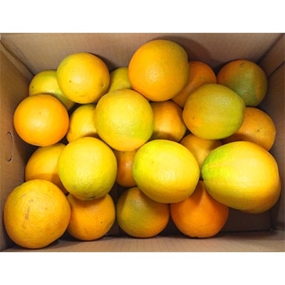【紀美野町】秀品　希少な国産バレンシアオレンジ　5kg