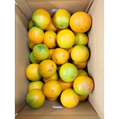 【紀美野町】【ご家庭用】希少な国産バレンシアオレンジ 7kg
