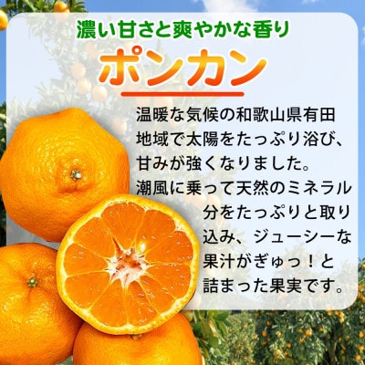 紀州和歌山有田産ポンカン　5kg【紀美野町】