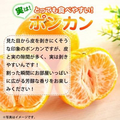 紀州和歌山有田産ポンカン　5kg【紀美野町】