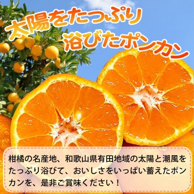 紀州和歌山有田産ポンカン　5kg【紀美野町】
