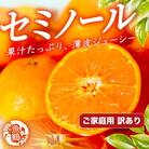 【ご家庭用訳あり】ジューシー柑橘　セミノールオレンジ　5kg