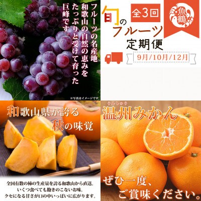 【発送月固定定期便】紀州和歌山産旬のフルーツセット(巨峰・ひらたね・みかん)全3回全3回