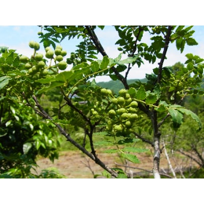冷凍生山椒 初期から中期品 和歌山県産実山椒 ぶどう山椒500g お礼品詳細 ふるさと納税なら さとふる