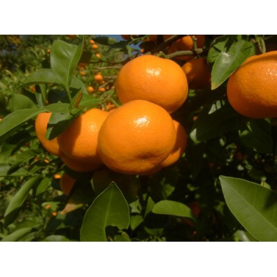 〈先行予約〉和歌山県産みかん蜂蜜養蜂家さんが作った温州みかん9.8kg家庭用S・SSサイズ混合