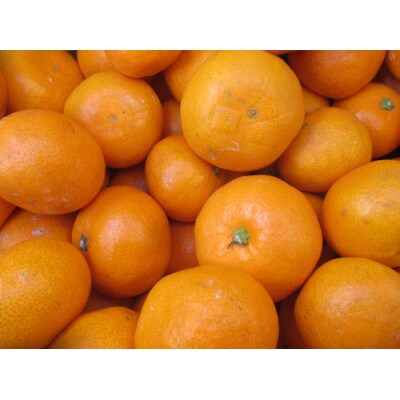 〈先行予約〉和歌山県産みかん蜂蜜養蜂家さんが作った温州みかん4.8kg家庭用S・SSサイズ混合