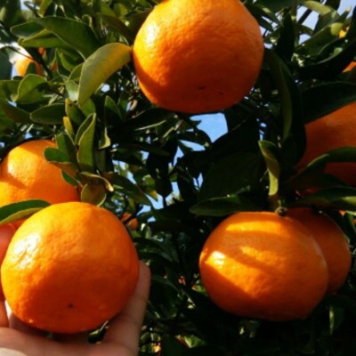 【厳選・濃厚】紀州有田産のはるみ約5kg(Lサイズ)  (紀美野町)