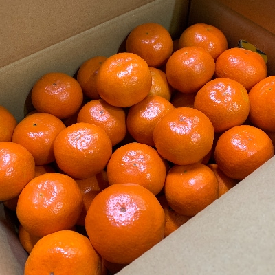 【味好農園】　紅娘みかん　約10kg(3S～2Lサイズ)