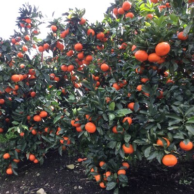【味好農園】　紅娘みかん　約10kg(3S～2Lサイズ)