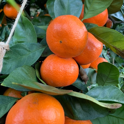 【味好農園】　紅娘みかん　約10kg(3S～2Lサイズ)