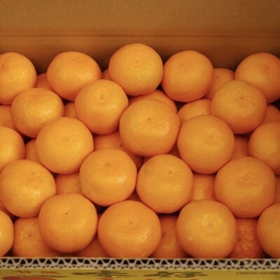【味好農園】　季節のみかん　約10kg(S～2Lサイズ)