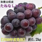 【新鮮・産直】和歌山県産たねなしピオーネ約1.2kg(2房～3房)(紀美野町)【2026年度発送分】