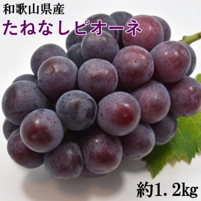 【新鮮・産直】和歌山県産たねなしピオーネ約1.2kg(2房～3房)(紀美野町)