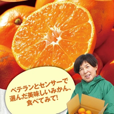 家庭用 有田みかん5kg+250g(傷み補償分)【光センサー選果】【訳あり】