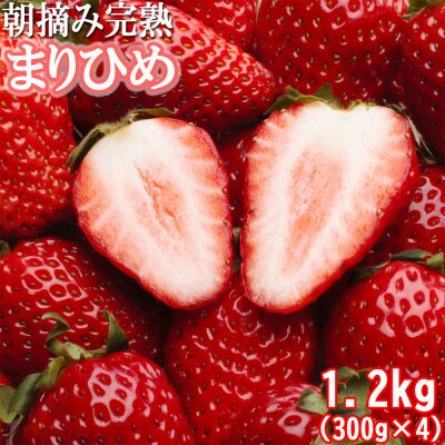 《1月より発送》朝摘み完熟まりひめ約1.2kg(300g前後×4トレイ)【和歌山ブランド苺まりひめ】