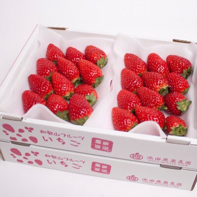 《1月より発送》朝摘み完熟まりひめ約1.2kg(300g前後×4トレイ)【和歌山ブランド苺まりひめ】