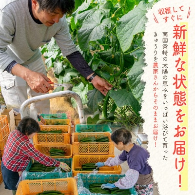 宮崎県 新富町産　児玉農園の「もぎたて」きゅうり2.5kg(23～27本)