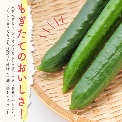 宮崎県 新富町産　児玉農園の「もぎたて」きゅうり2.5kg(23～27本)