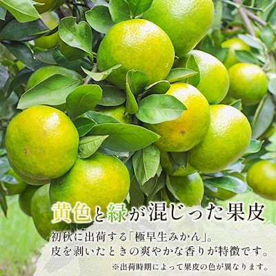 宮崎県産　極早生みかん　約5kg