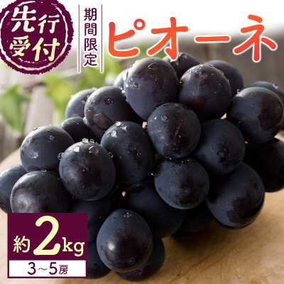 「宮崎の太陽をたっぷりと浴びた」宮崎県産　ピオーネ　約2kg(3房～5房)