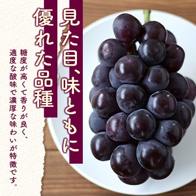 「宮崎の太陽をたっぷりと浴びた」宮崎県産　ピオーネ　約2kg(3房～5房)