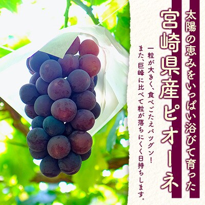 「宮崎の太陽をたっぷりと浴びた」宮崎県産　ピオーネ　約2kg(3房～5房)