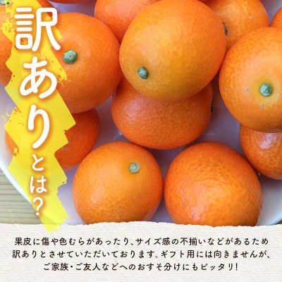 「訳あり」宮崎県産 完熟金柑 約3kg