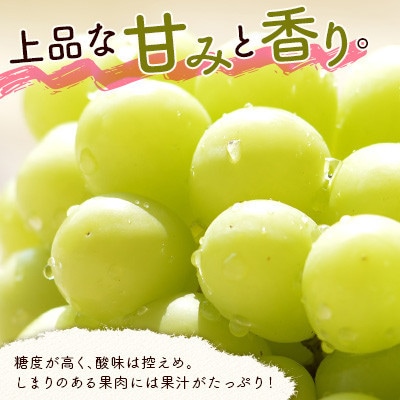 「宮崎の太陽をたっぷり浴びた」宮崎県産シャインマスカット約1kg(2房～3房)