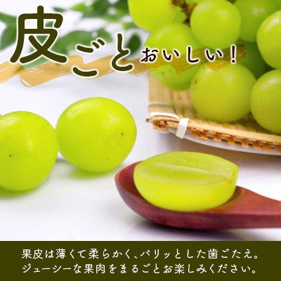 「宮崎の太陽をたっぷり浴びた」宮崎県産シャインマスカット約1kg(2房～3房)