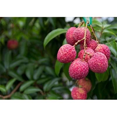 国産＜新富ライチ 10玉入り＞