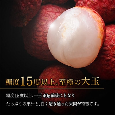 【マツコの知らない世界で紹介!】先行受付 希少!宮崎県産完熟ライチ「新富ライチ」40g前後×10玉