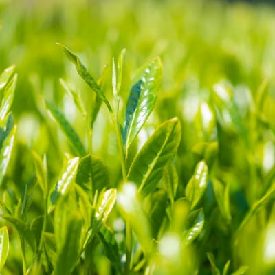 宮崎日本茶専門店　特撰煎茶・特撰ぐり茶のお茶セット【SG24】