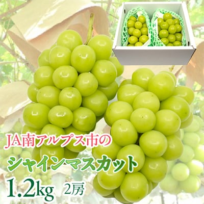 ぶどう「シャインマスカット」2房入り 計約1.2Kg(2026年発送分)