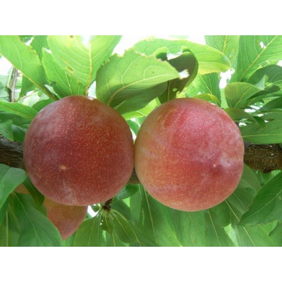 すもも【サマーエンジェル】10～13玉入り×2箱　約3kg(2025年発送分)