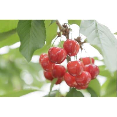 【2025年度発送分　先行受付開始】さくらんぼ【紅秀峰】　約800g