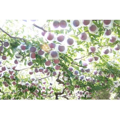 すもも【太陽】10～13玉入り×2箱　約3kg