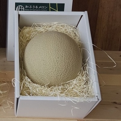 《2022年12月順次発送》【南アルプス市産】水耕栽培 和ふうるメロン2玉×1.0kg以上 箱入り