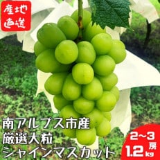 《2023年8月中旬～10月下旬発送》【南アルプス市】厳選シャインマスカット2～3房1.2kg以上
