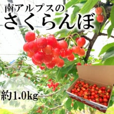 山梨県南アルプス市産 旬の採れたてさくらんぼ 1kg